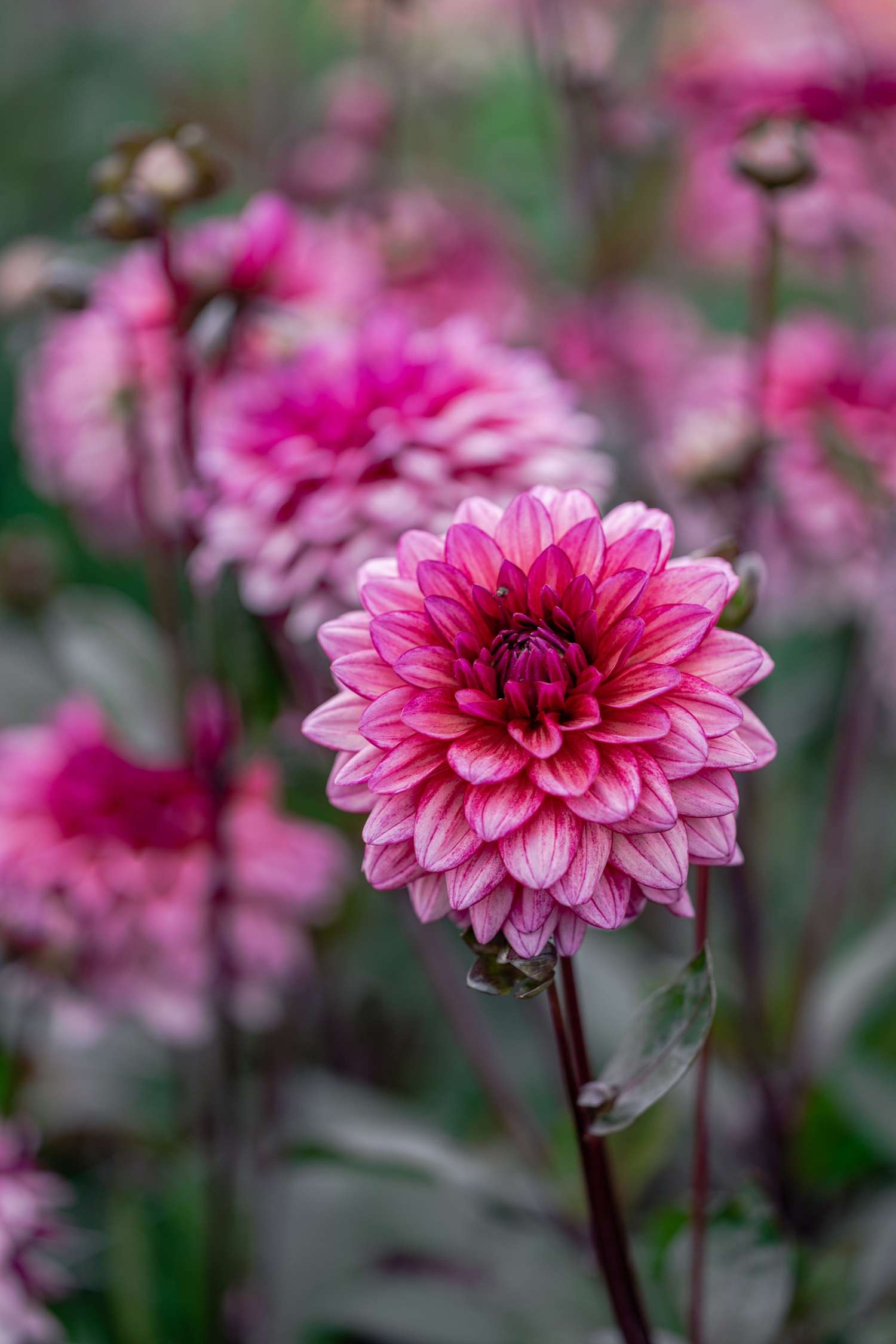 Dahlie 'Molly Raven'